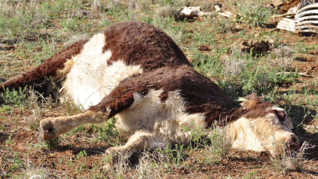 Trumpers cho rằng bò chết hàng loạt là bằng chứng âm mưu gây đói kém cho Mỹ