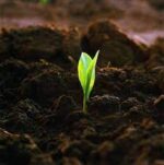 Thư Gửi Đất Mẹ Đau Thương