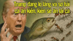 Trump đang lo lắng và sợ hãi, cá ăn kiến, kiến sẽ ăn lại cá
