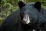 Một con gấu lang thang trong khuôn viên trường UC Davis suốt đêm.