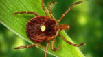 Cảnh báo loại bọ rận có tên Ve Sao Đơn Độc (Lone Star Tick) đang truyền bệnh khắp Hoa Kỳ