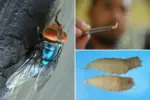 Cảnh báo giun xoắn ăn thịt người có thể lây nhiễm sang người và vật nuôi
