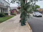Cảnh sát ở New Jersey cải trang thành bụi cây để bắt những tài xế mất tập trung