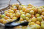 Nông trại lâu đời Andy’s Orchard tại Morgan Hill sắp đóng cửa để nhường chỗ cho dự án nhà ở