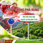Cà phê Việt Nam trước thách thức chống phá rừng của EU